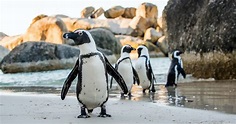 The Top 5 Threats to Penguins – And What You Can Do to Help - Oceana