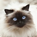 Himalayan Cat: traits and pictures