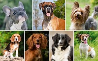 The 7 Types Of Dog Breeds Explained In 2020 Working D - vrogue.co