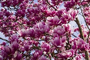 11 Magnolia Flowers Types Every Southerner Should Know