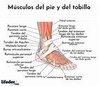 Músculos de la pierna: descripción y funciones (imágenes)