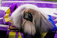 Westminster Dog Show 2021 Results: Pekingese Wasabi Wins Best in Show