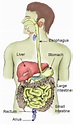 Human digestive system diagram & function explained