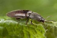 Click Beetles, Family Elateridae