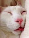 Cat With The Funniest Sleeping Face Ever