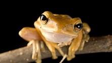 Amphibian Pictures & Facts - National Geographic