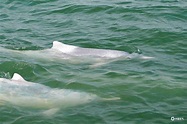 中华白海豚畅游三娘湾-广西高清图片-中国天气网