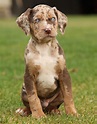 Louisiana Catahoula Leopard Dog Breed: Personality, Facts