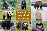 Varieties Of Bears - Photos & Info On All Eight Bear Species - Pet Lovers
