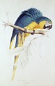 Arara azul e amarela (gravura a cores) | Edward Lear