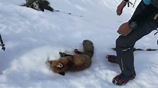 El emocionante rescate de un zorro en Picos de Europa