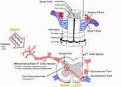 Pain Pathway (Physiology of Pain) | Anesthesia Blog