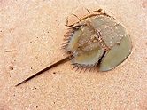 Horseshoe Crab: A Key Player in Ecology, Medicine, and More | Britannica