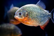 Piranha Facts - Animals of South America - WorldAtlas.com