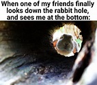 Down the Rabbit Hole - Meme by screenplaydoh :) Memedroid