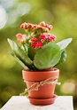 Total 79+ imagen nombres de plantas bonitas - Consejotecnicoconsultivo ...