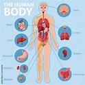 Anatomy of the human body information infographic Stock Vector | Adobe ...