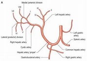 Hepatic Arterial Anatomy
