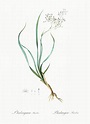 Phalangium bicolor illustration from Les liliacées (1805) by Pierre Joseph Redouté (… | Free ...