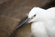 white long beak bird free image | Peakpx