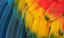 ¿Para qué sirven las plumas de las aves? | Descubre sus funciones