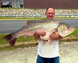 Two of the Biggest Inland Stripers Ever Caught!