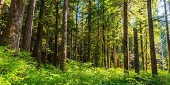 Bosques templados: Qué son, Características, Clima, Flora y Fauna ...