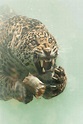 Las impresionantes imágenes de un jaguar cazando en el agua | ECO MEDIOS