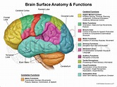 Brain - DMS Gen. Sonography