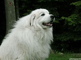 Great Pyrenees; Giant, fluffy and I think cuddly | Great pyrenees ...