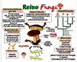 MAPA MENTAL SOBRE REINO FUNGI - STUDY MAPS