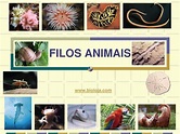 PPT - FILOS ANIMAIS PowerPoint Presentation, free download - ID:1983855