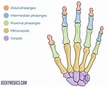 Bones of the Hand | Carpal Bones - Metacarpal bones | Geeky Medics