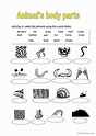 Animals body: English ESL worksheets pdf & doc