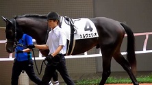 にょきにょきし始めてしまった。シルヴェリオ、新馬戦のパドック。現地映像、阪神競馬場 - YouTube
