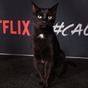 "Chilling Adventures of Sabrina" Star Salem the Cat Walked the Show's ...