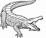 Free Printable Crocodile Coloring Pages For Kids