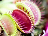 Insectivorous Plants That Are Useful for Your Garden - TheGardenGranny