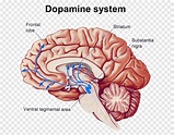 Nucleus accumbens Ventral tegmental area Brain Dopamine, Brain, people ...