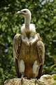Crançot Nature: Les vautours de Rémuzat (Drôme)