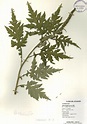 Ambrosia arborescens Mill. | Herbario Azuay - Universidad del Azuay