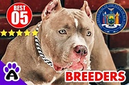 Top 5 Best Pitbull Breeders In New York-2023 | Pitbull Puppies For Sale ...