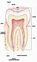 Pulpa dentaria | Odontología, Odontologia forense, Anatomía dental