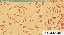 Escherichia Coli Morphology