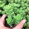 Crassula perforata - Necklace Vine (2" Pot) | Little Prince To Go