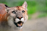 Mountain Lion Appearance