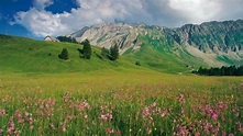 una cultura por conocer : Flora de Suiza