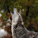 Howling desktop wallpaper, pictures Howling, photos Howling, photo ...