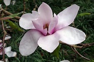 Magnolia 'Iolanthe' - Stock Image - C034/0003 - Science Photo Library