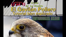 El Gavilán Pollero Tutorial bien explicado (2 versiones; incluye letra ...